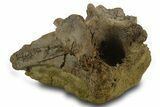 Dinosaur Tendons, Bone, and Gar Scale in Sandstone - Wyoming #377762-1